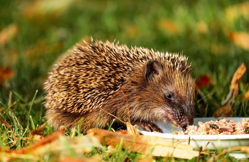 Mindful Eating